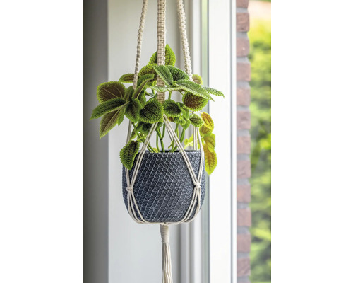 Hängande växt i flätad kruka