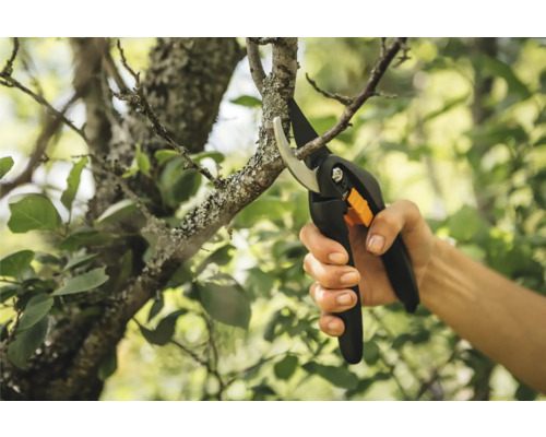 Trädgårdssax klipper en gren