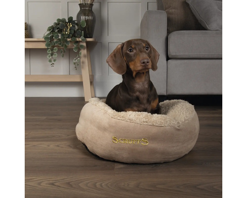 Tax sitter i en hundsäng av märket Scruffs