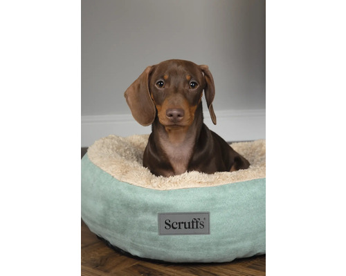 Tax i en hundsäng med Scruffs logotyp