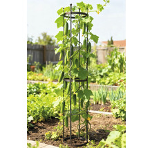 Gurkväxt som växer på ett spaljé i trädgården