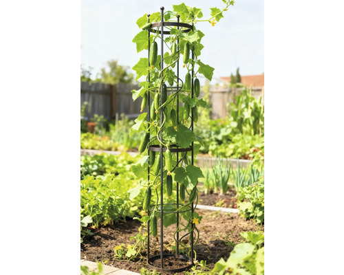 Gurkväxt som växer på ett spaljé i trädgården