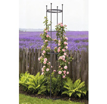 Metall spaljé med rosor i trädgården