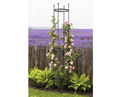 Metall spaljé med rosor i trädgården