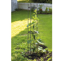 Trädgårdsscen med ett spaljé och en gurkväxt i trädgården.