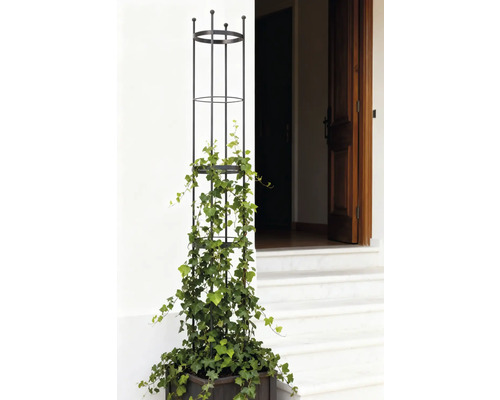 Planteringslåda med spaljé och murgröna framför husets entré