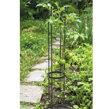 Tomatplanta med växtstöd i trädgårdsrabatt