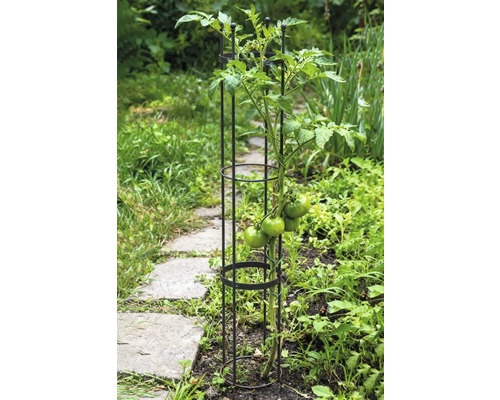 Tomatplanta med växtstöd i trädgårdsrabatt