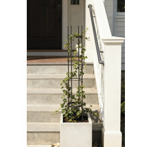 Planteringslåda med spaljé och murgröna på en trappa framför ett hus.