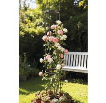 Klätterstöd i metall med rosor och suckulenter i trädgården