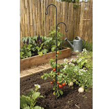 Tomatplanta med växtstöd i trädgårdsbädden