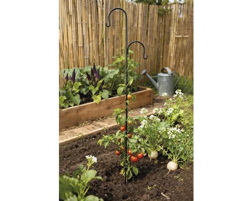 Tomatplanta med växtstöd i trädgårdsbädden