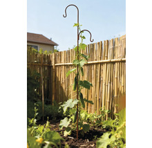 Gurkväxt växer på växtstöd i trädgården