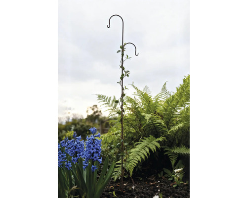 Trädgårdsutsikt med växthängare och blommor