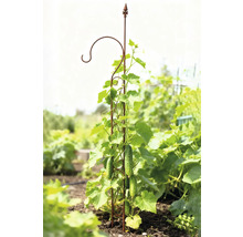 Gurkväxt som växer på en spaljé i trädgården