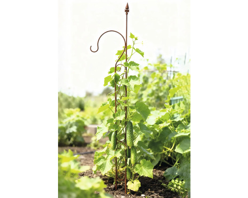 Gurkväxt som växer på en spaljé i trädgården