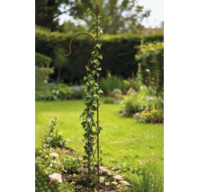 Metallväxtstöd med murgröna i trädgården