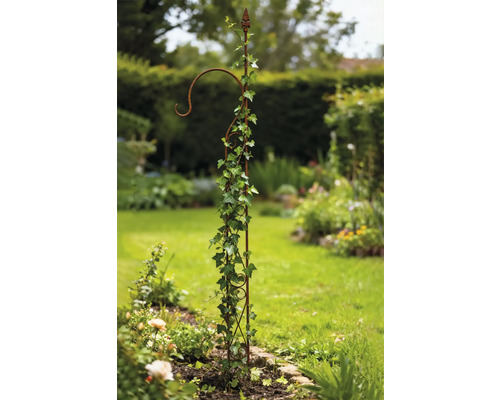 Metallväxtstöd med murgröna i trädgården