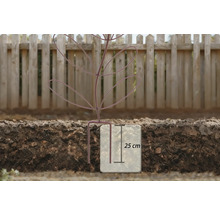 Illustration av ett planterat träd med en rotbarriär på 25 centimeters djup
