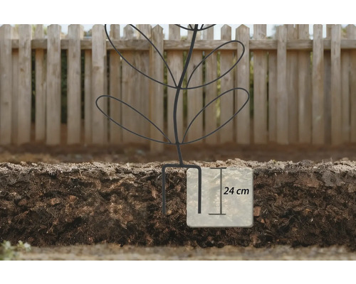 Plantstöd med ett insticksdjup på 24 centimeter i jorden framför ett trästaket.