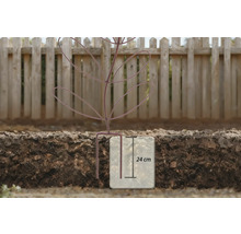 Illustration av en 24 cm djup plantering i jord framför ett trästaket.