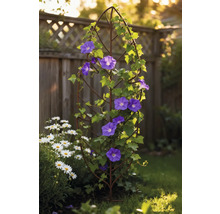 Trädgårdsscen med spaljé, blommande vindor och prästkragar