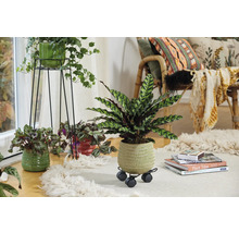 Dekorativt vardagsrum med krukväxter i krukor på en matta