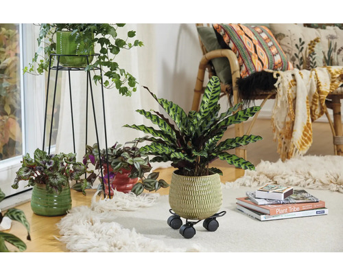 Dekorativt vardagsrum med krukväxter i krukor på en matta