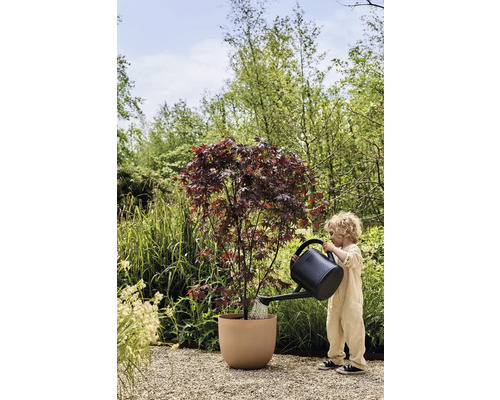 Barn vattnar lönn i blomkruka i trädgården