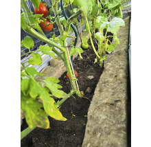 Tomater och zucchini växer i en upphöjd rabatt.