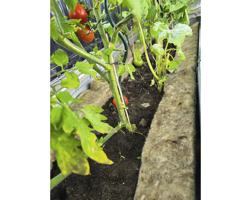 Tomater och zucchini växer i en upphöjd rabatt.