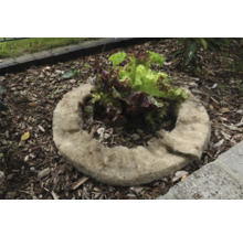 Planteringsring av växtfibrer med salladsplanta i en trädgårdsbädd