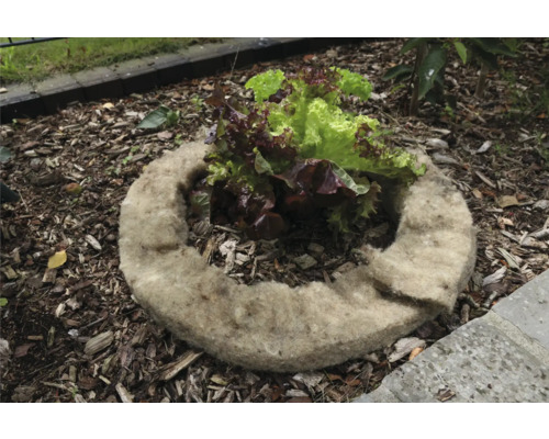 Planteringsring av växtfibrer med salladsplanta i en trädgårdsbädd