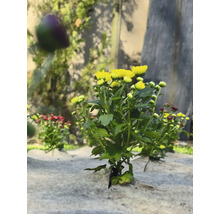 Gula och röda krysantemum på ogräsduk i trädgården.