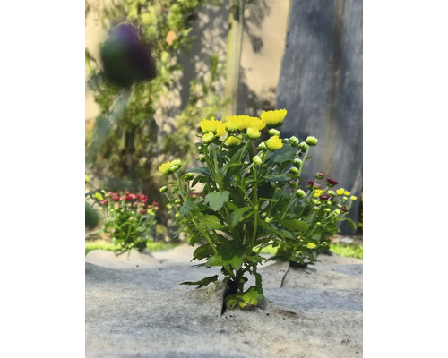 Gula och röda krysantemum på ogräsduk i trädgården.