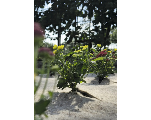 Gul krysantemumplanta i trädgårdsrabatten.