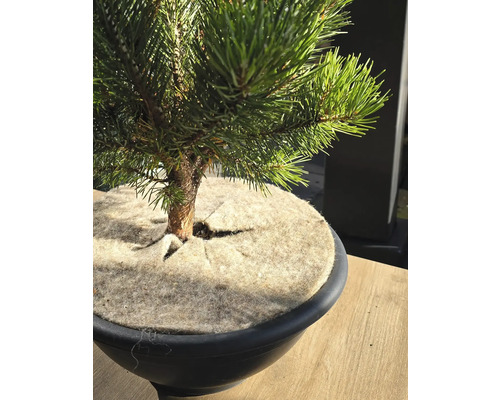 Tallbonsai i kruka med täckning