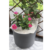 Ros i kruka med bevattningsmatta