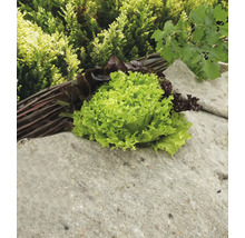 Salladshuvud och plocksallad på en stensockel