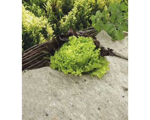 Salladshuvud och plocksallad på en stensockel