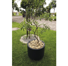 Träd i kruka på gräsmatta i trädgården