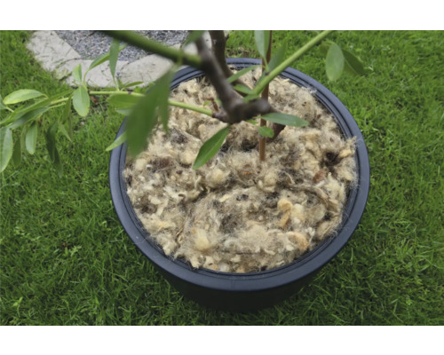 Träd i kruka täckt med fårull