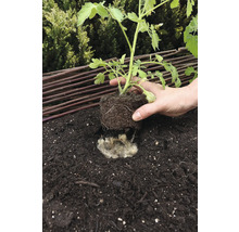 Plantering av en tomatplanta i jord med fårull