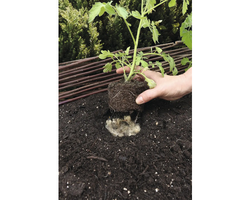 Plantering av en tomatplanta i jord med fårull