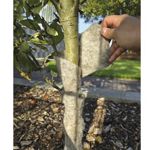 En trädstam skyddas från frost med vinterskydd.