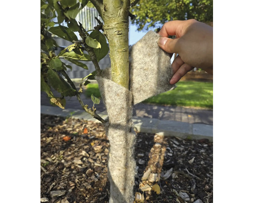 En trädstam skyddas från frost med vinterskydd.