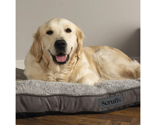 Golden Retriever ligger på en grå hundbädd med Scruffs logotyp