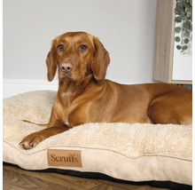 Hund ligger på en Scruffs hundsäng