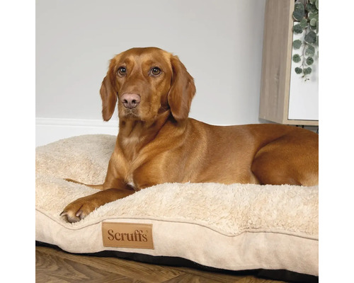 Hund ligger på en Scruffs hundsäng