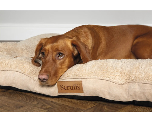 Hund ligger på en hundsäng med Scruffs logotyp
